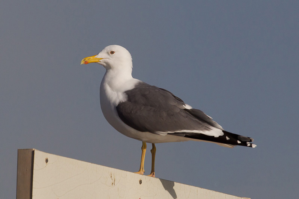Heuglin Gull (Larus f. heuglini)