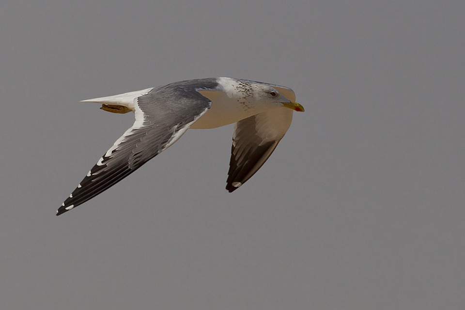 Heuglin Gull (Larus f. heuglini)