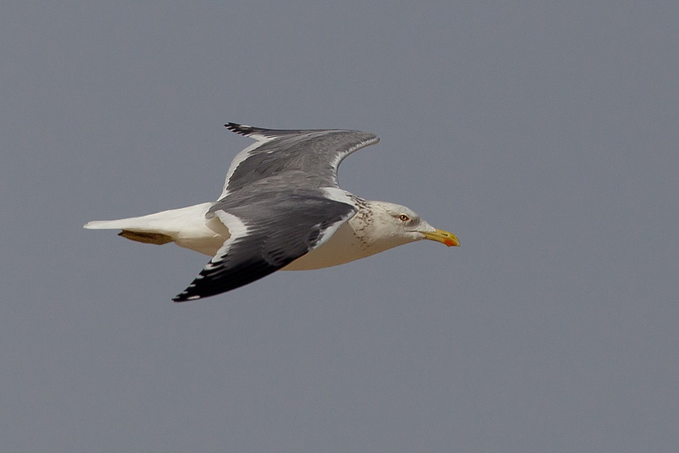 Heuglin Gull (Larus f. heuglini)