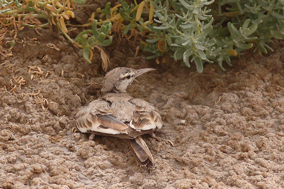 Greater Hoopoe-Lark (Alaemon alaudipes)