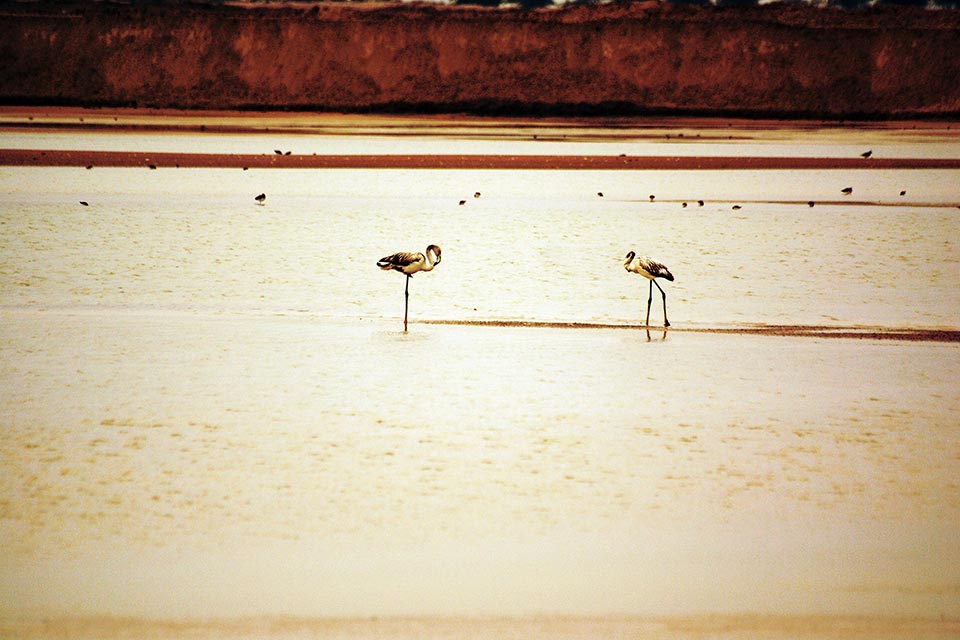 Greater Flamingo (Phoenicopterus roseus)