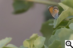 Western Pygmy Blue Female, Fawaz Al Marzouq