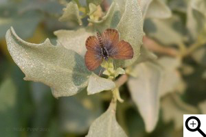 Western Pygmy Blue Male, Fawaz Al Marzouq
