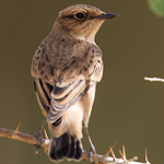 Byzantine Stonechat