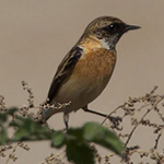 Saxicola m. hemprichii