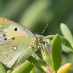 Clouded Yellow