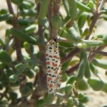 Crimson Speckled Footman