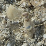 Desert Ground Mantis