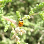 Eleven Spot Lady Bird