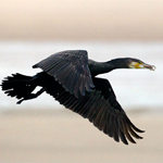 Phalacrocorax carbo