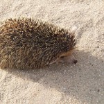 Long- Eared Hedgehog