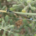 Ivan's Bluetail