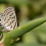 Mediterranean Pierrot
