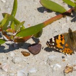 Painted Lady