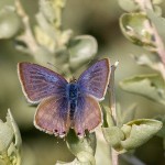 Pea Blue Butterfly