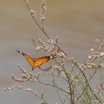 Plain Tiger