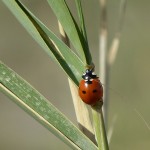 Seven Spot Lady Bird