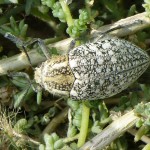 Sulphurous Jewel Beetle