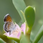 Western Pygmy Blue