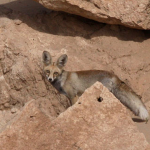 Fennec Fox