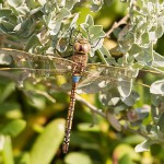 Vagrant Emperor