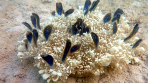 Upside - Down Jellyfish