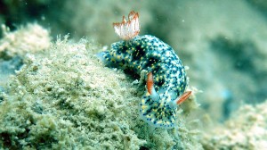 Painted Hypselodoris