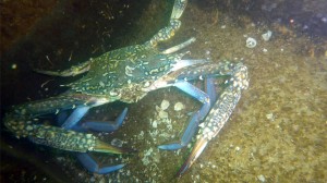 Blue Swimming Crab