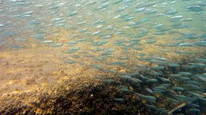 Gulf Herring
