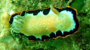 Obsolete Sea Slug