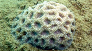 Head Coral