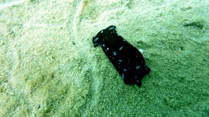 Blue Spotted Sea slug