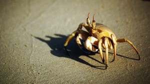 Ghost Crab