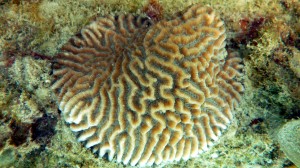 Brain Coral