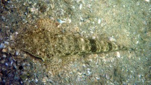 Bartail Flathead