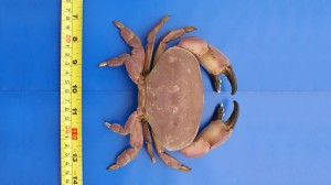 Red Egg Crab