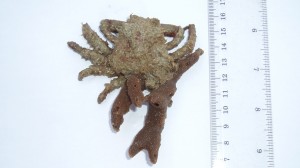 Sponge crab
