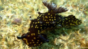 Plocamopherus ocellatus