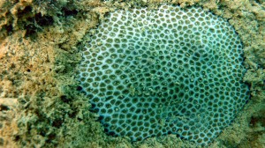 African pillow Coral