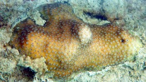 Lesser Knob Coral