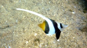Longfin Bannerfish