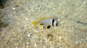 Two Bar Seabream