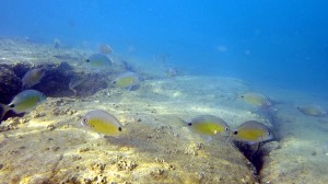 Onespot Seabream
