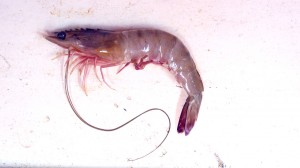Green Tiger Prawn
