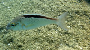 6. S. taeniatus