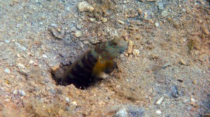 Luther's Shrimp Goby