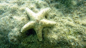Aquilonastra burtoni