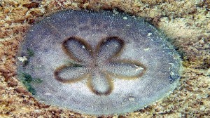 Clypeaster humilis
