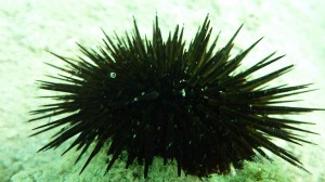 Echinometra mathaei