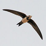 Alpine Swift